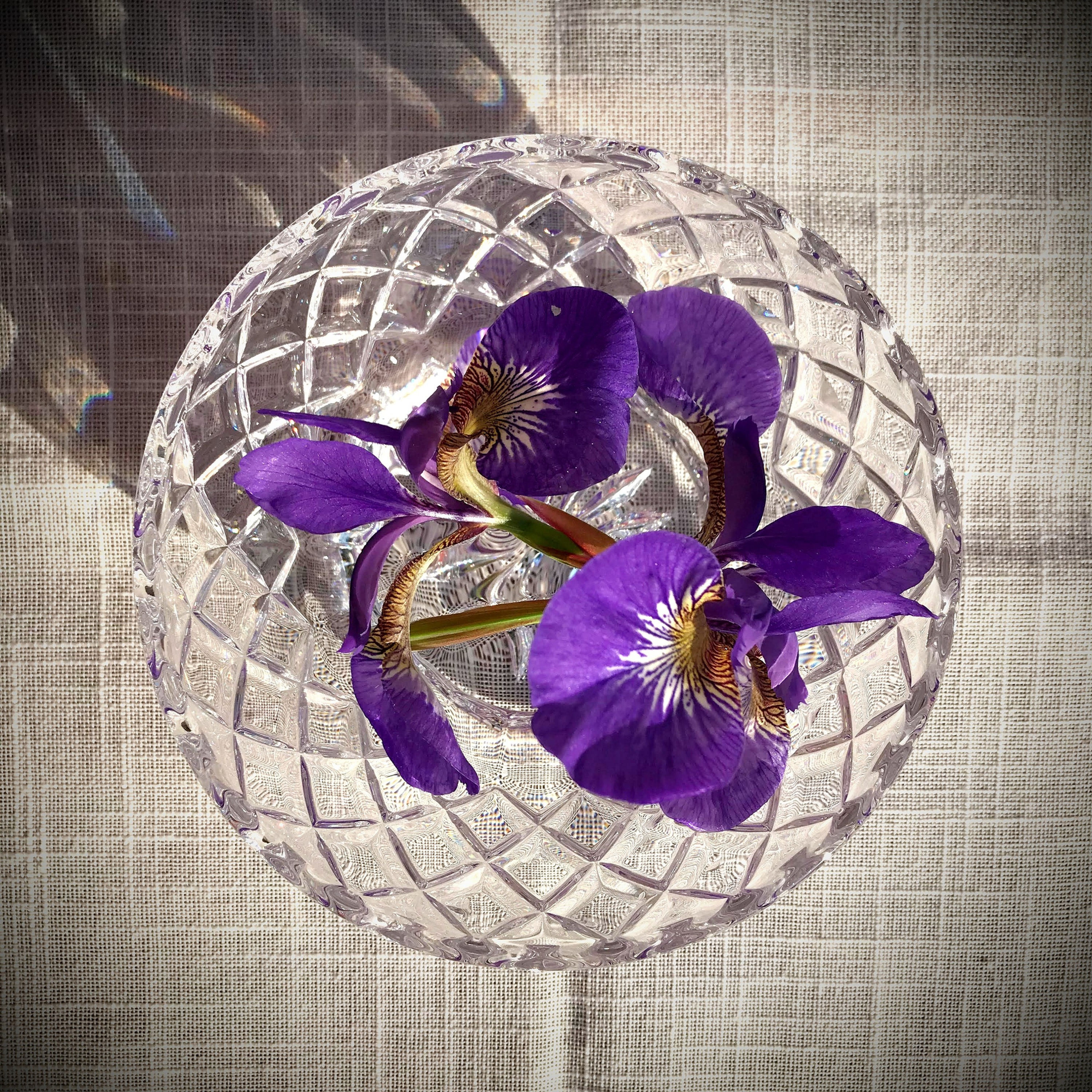 Iris Flower Essence