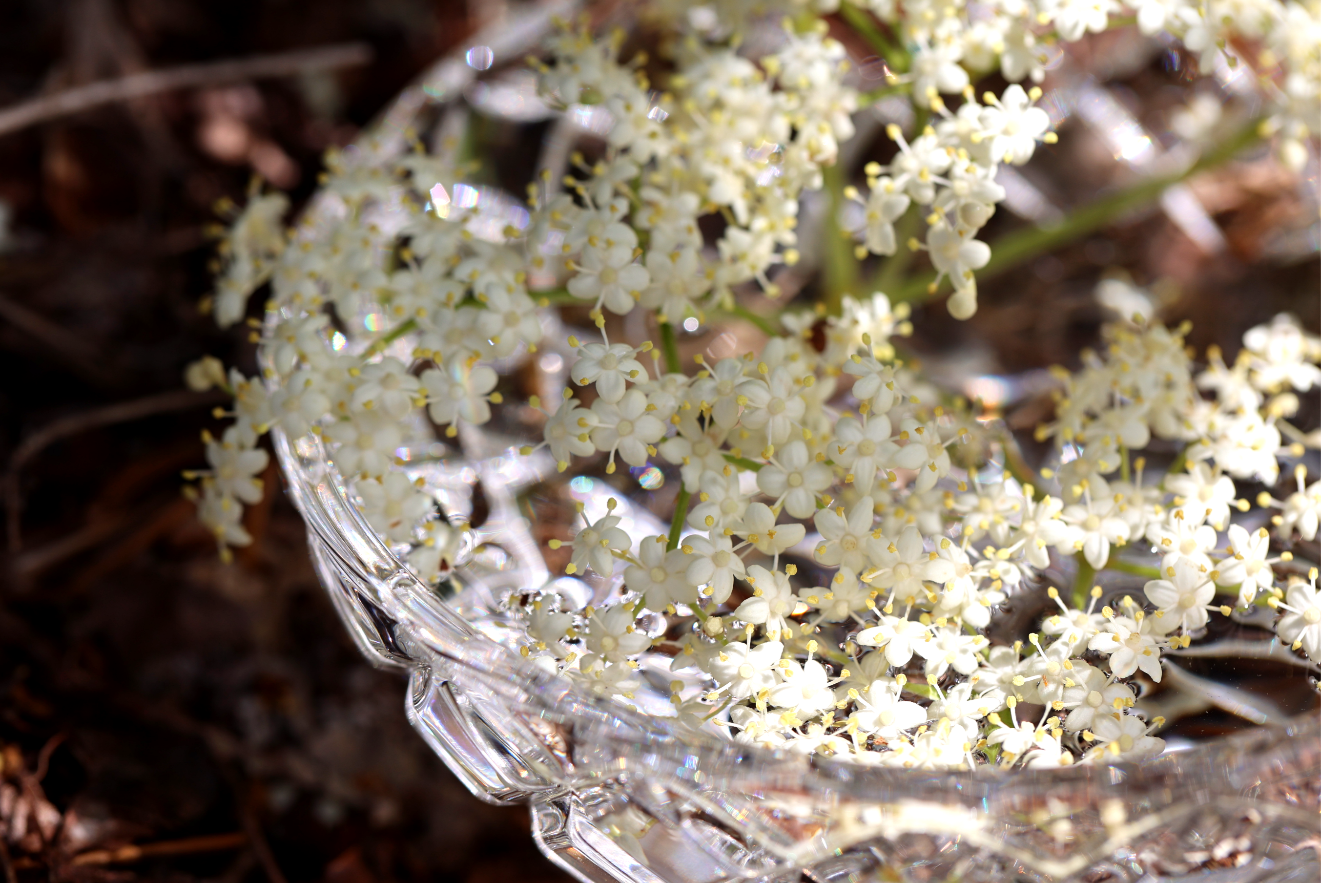 Elder Flower Essence