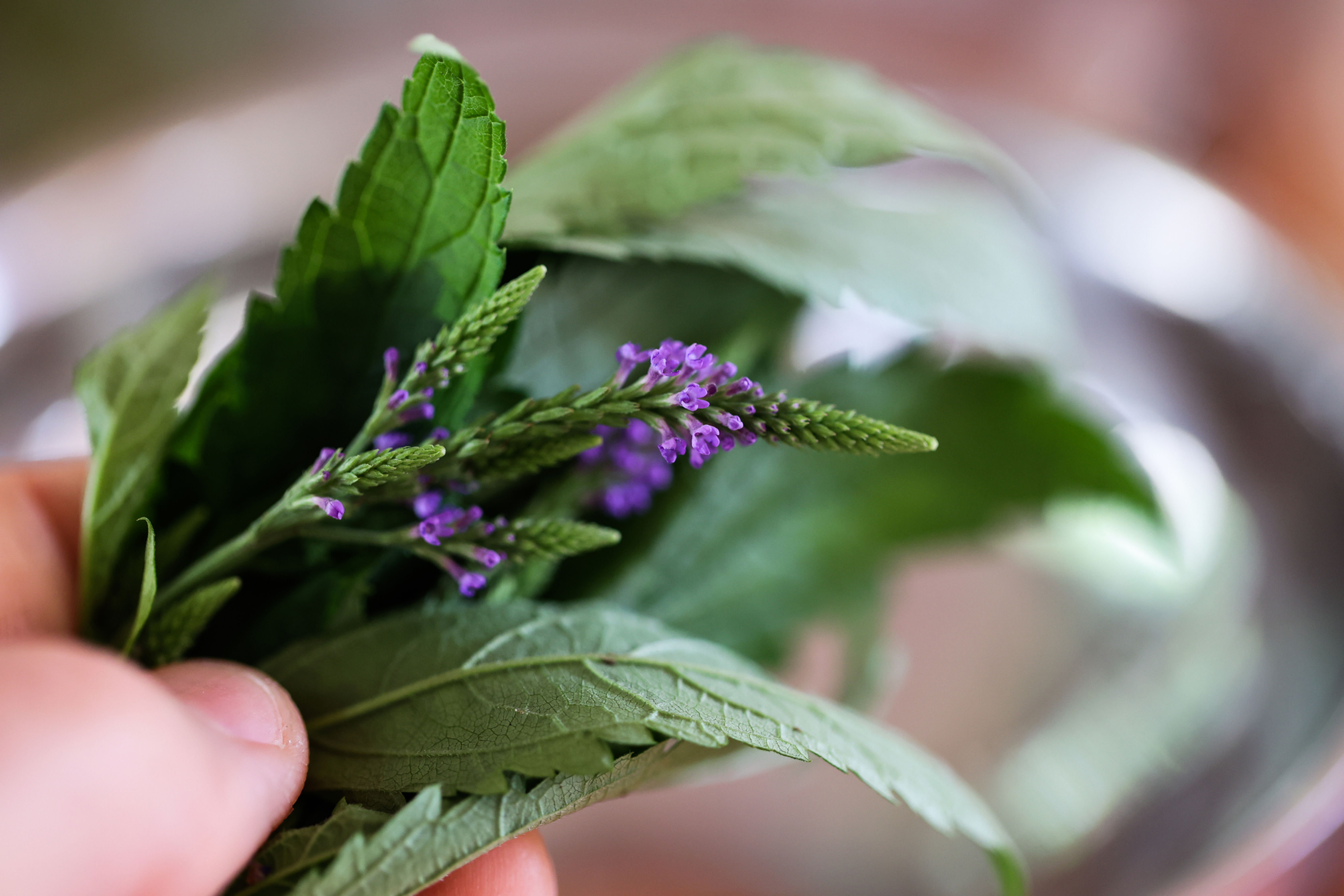 Blue Vervain Tincture