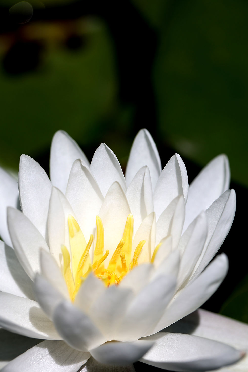 Thumbnail: Water Lily Essence