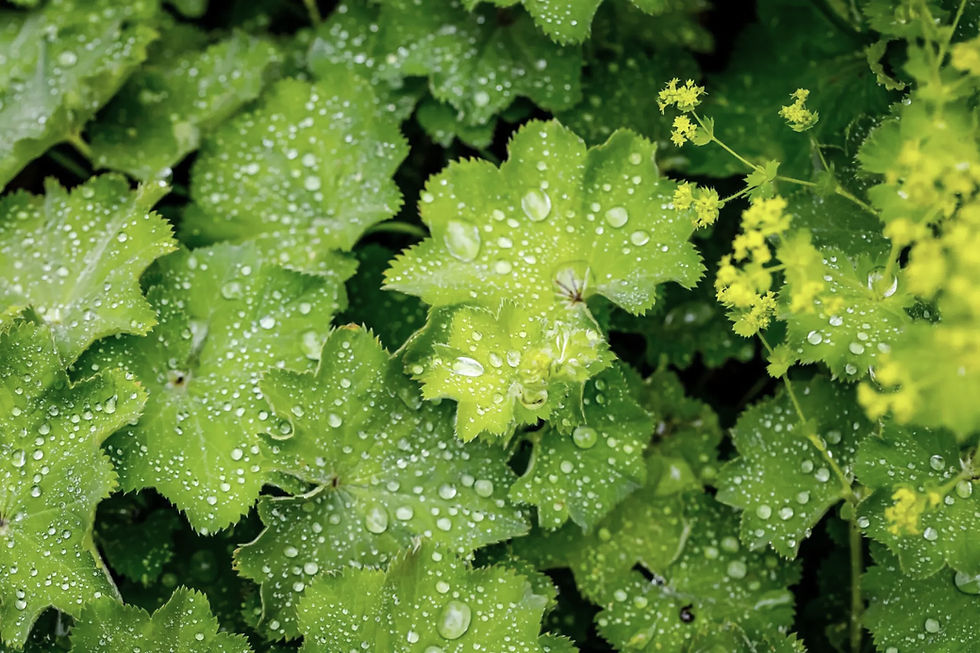 Thumbnail: Lady's Mantle Flower Essence