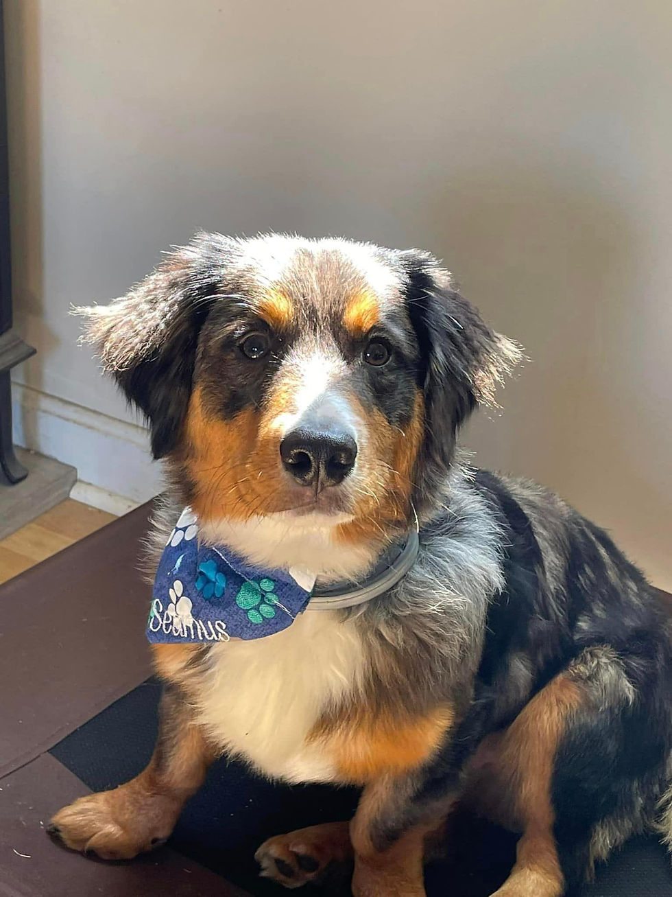 Seamus the embroiderynmorebyjac.com spokes puppy. Seamus is wearing a personalized over the collar bandana. The bandana is blue with paw prints and has his name embroidered in red.