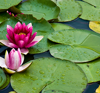 6x4waterlily001.png