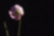 FlowersWeeds-028.jpg