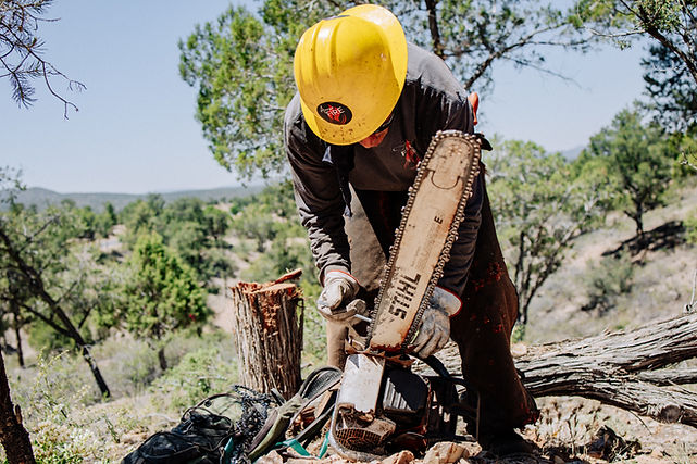 tree removal Prescott AZ
