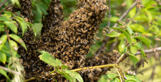bee swarm 2.jpg
