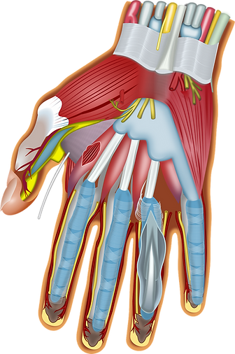 Schéma des structures de la main, le nerf médian (ici en jaune) rentre dans le poignet en passant sous l'aponévrose palmaire superficielle et le ligament annulaire antérieur.