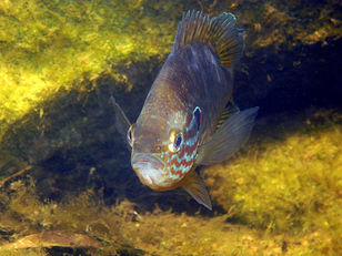 Sonnenbarsch_Riesenstein.jpg