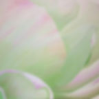 Pale Green Rose Painting
