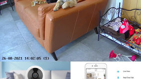 Dog CCTV Camera