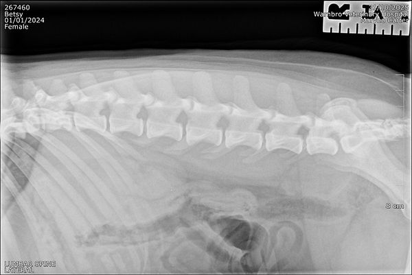 Official lumbar spine X-ray for Betsy, health-tested French Bulldog showing a lumbar spine score of 0