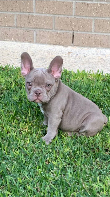 Solid Female Isabella French Bulldog Puppy For sale.