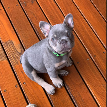 Lilac and Tan French Bulldog Puppy for sale