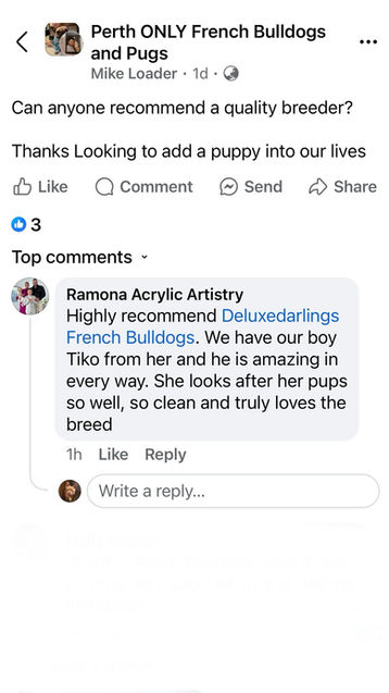 French Bulldog owners group recommendation for health focused Perth French Bulldog breeder.