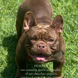 Healthy French Bulldog Perth WA