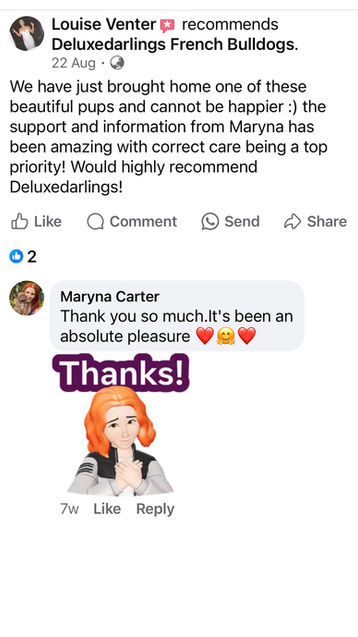 5 star client review about healthy French Bulldog puppy Perth WA with exceptional breeder support and correct care guidance

