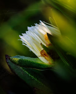 REID HAATAJA ~ NEW LIGHT ON MORNING DEW ~ AREA 22