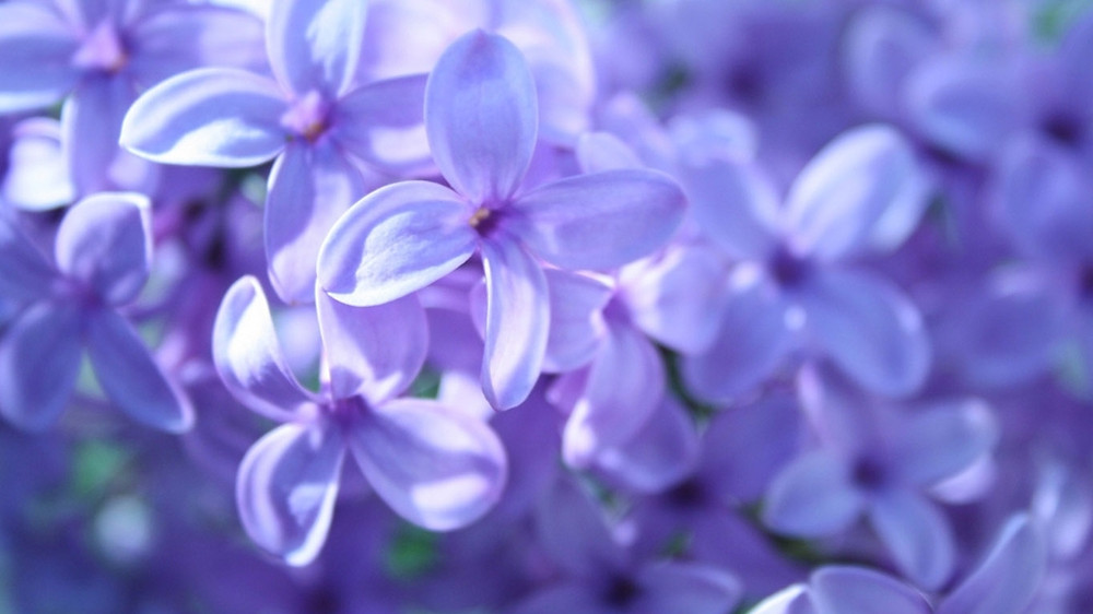 Lilacs in bloom