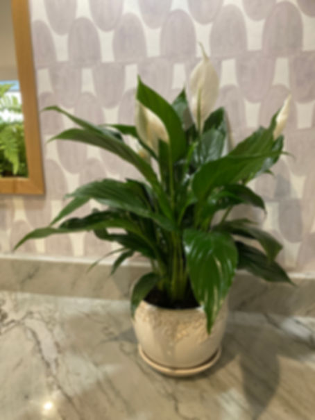 Peace Lily Plant