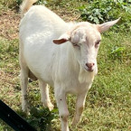 Goat.jpeg