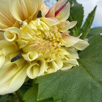 yellowflower.jpeg