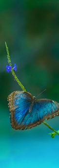 Free downloadable cell phone wallpaper images.