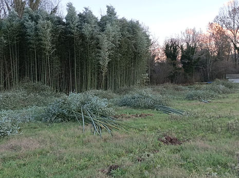 Giovane impianto di bambù gigante in campo aperto durante la fase di crescita