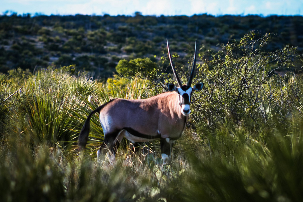 Gemsbok with long straight horns in the desert terrain of Terrell County, Texas at Continental Ranch Hunts, part of an exotic hunting ranch experience.