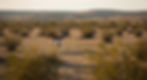 Trophy Blackbuck antelope with spiraled horns standing in the open brushland of a Texas hunting ranch, part of the exotic hunting opportunities in Terrell County.