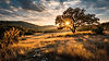 Texas Hill Country landscape at golden hour with rolling ridges, live oak trees, and cinematic lens flare