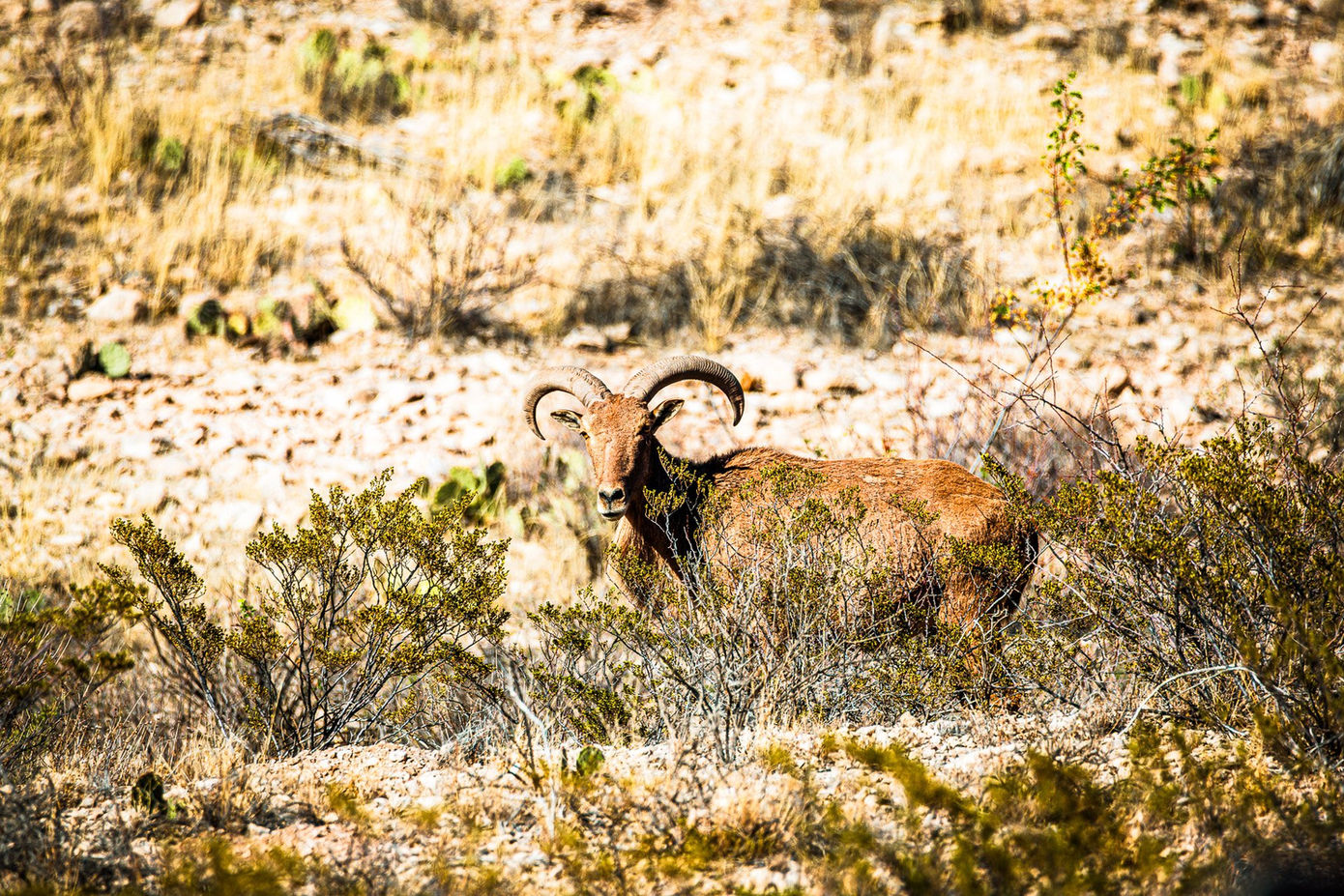 Aoudad sheep observing from West Texas terrain