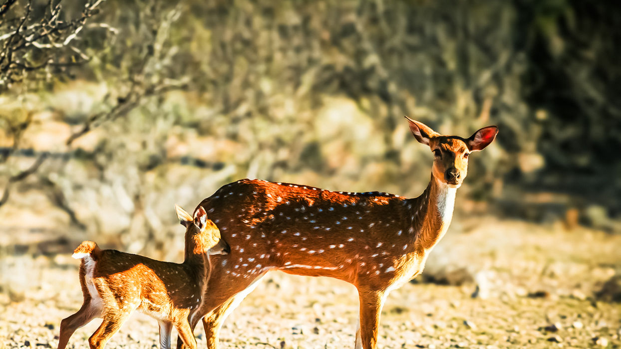 Axis Doe with fawn in natural terrain at a Texas hunting ranch.