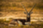 Blackbuck antelope with spiral horns resting in West Texas brush at Continental Ranch Hunts.
