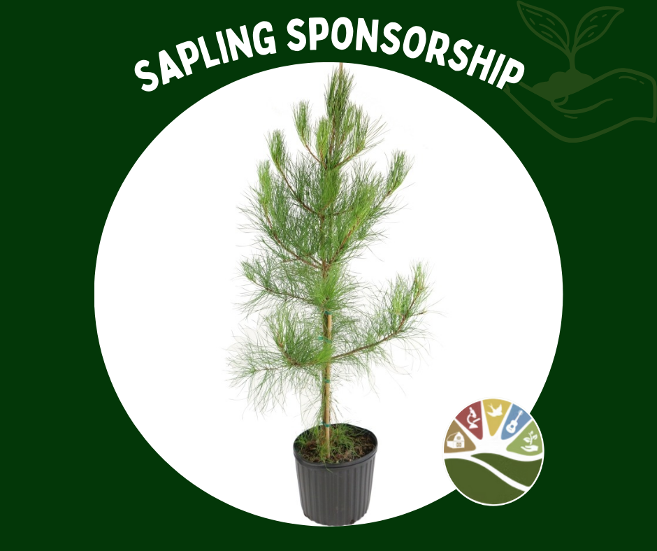 Sapling Sponsorship (with Name Plate)
