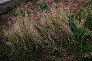 DSCF2421.JPG