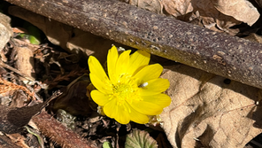 【blog】春の息吹