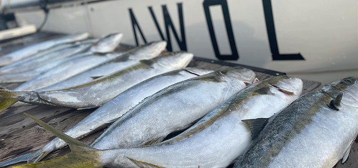 Yellowtail - San Diego fishing charters