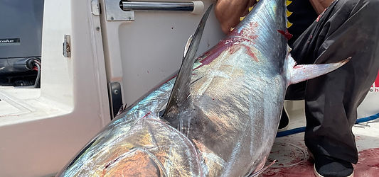 Bluefin Tuna - San Diego fishing charters