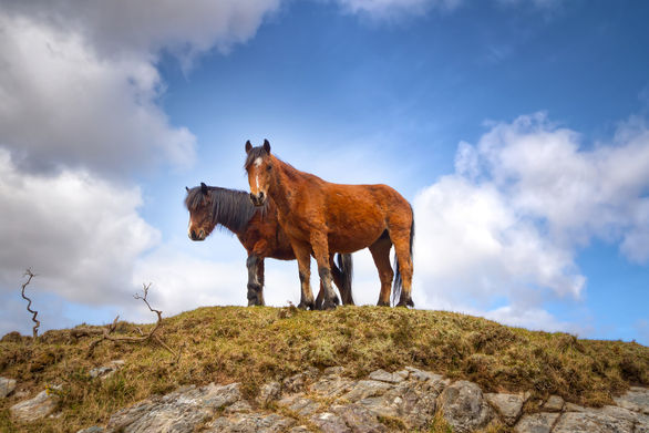 Connemara ponies