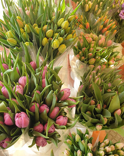 Tulpes