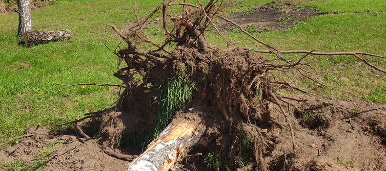 Celmu raušana, bilde 5