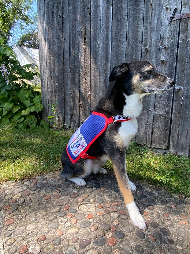 Thumbnail: Mesh Service Dog Vest
