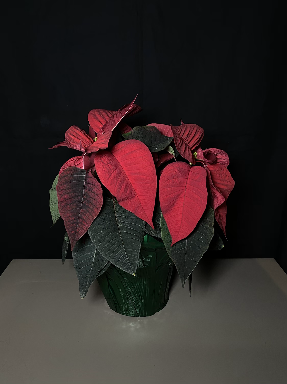 Thumbnail: Poinsettia’s 
