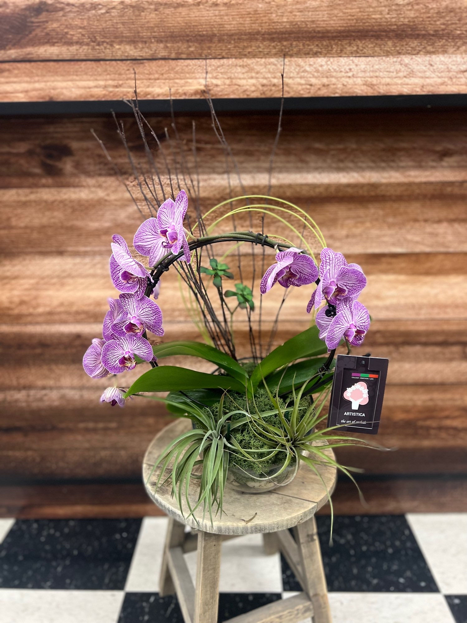 Mini Parisian Orchid