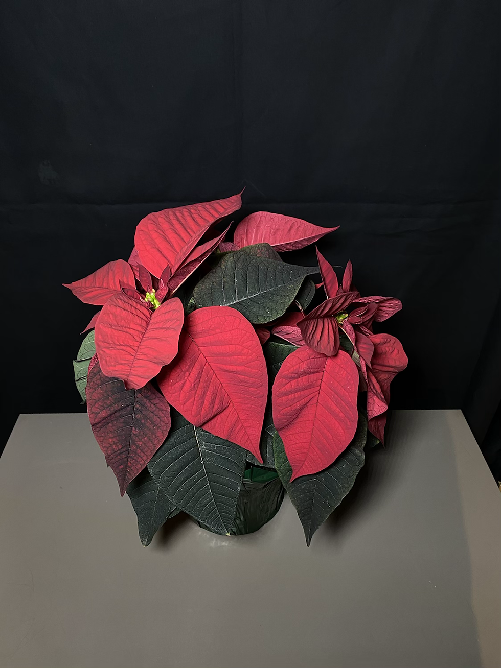 Miniatura: Poinsettia’s 