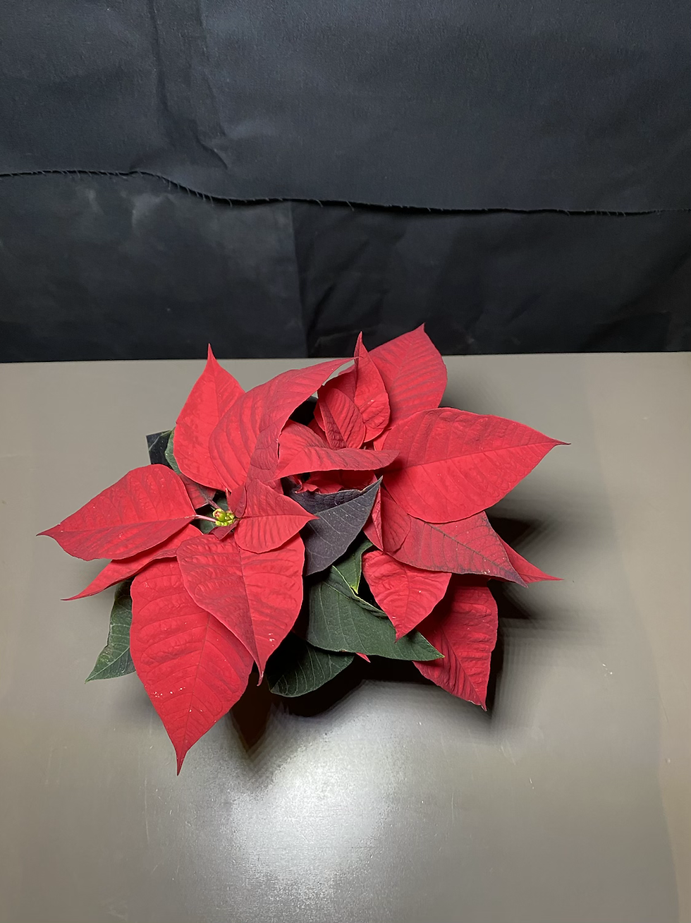 Thumbnail: Poinsettia’s 