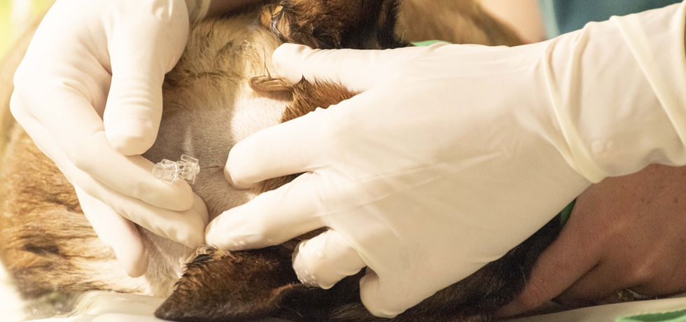 SURGITEK - Our POWDER FREE Surgical Gloves