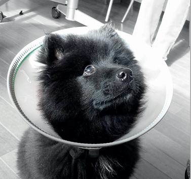 Ecollar dog catalogue.PNG