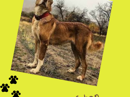 Meet the Afghan shepherd