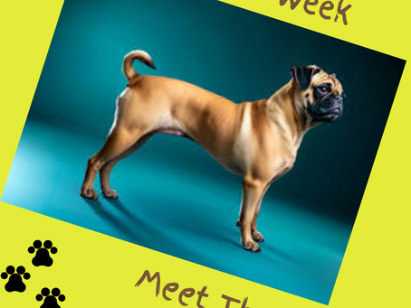 Meet The American Pugabull